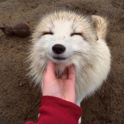 everythingfox:  When someone gives me attentionKhala the Fox