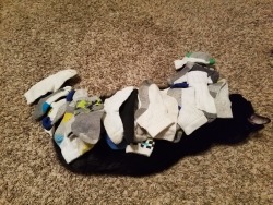 sadrien-depreste:  the-addiction-of-you:  no-lives-matter-that-much:   mostlycatsmostly:   voodythevainglorious: In case anyone is curious, you can put 27 toddler socks on a lazy cat and she won’t move.  23 ski caps and didn’t budge. 😺   Four remotes