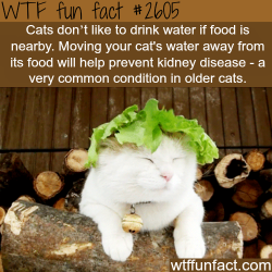 wtf-fun-factss:  How to make your cat drink water - WTF fun facts