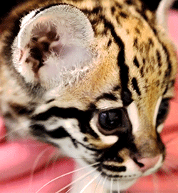 thefingerfuckingfemalefury:  ayellowbirds:  ocelots are so fucking adorable.  LOOK AT ITS CUTE LITTLE FACE :D 