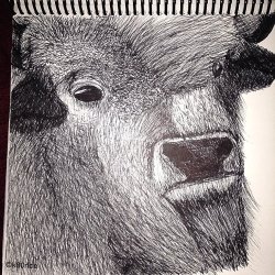 #buffalo #bison #art #myartskills #pen #ink