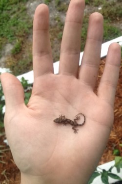 justinlandd:  Is it a big hand or a small gecko? The world may never know.