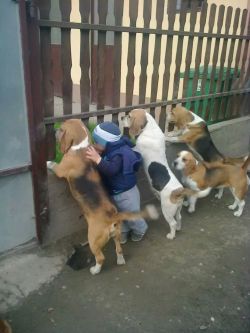 afeelingdeepinyoursoul:  eggplantsplit:  niggasandcomputers:  Squad  one of these puppies is not like the other  yea, apparently one isn’t interested in what’s happening on the other side of the fence 