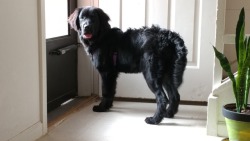 The Newfoundland I&rsquo;m babysitting for a soldier.
