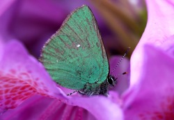 Tiny beauty (moth on a rhododendrom blossom)