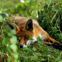 faerieforests:  Red Fox by Martin Pettitt 