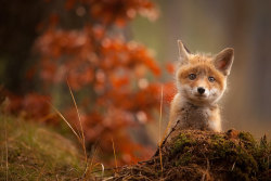 awesome-picz:    Baby Foxes That Are Too Cute To Be True. 