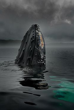 The mountain rises (Humpback whale)