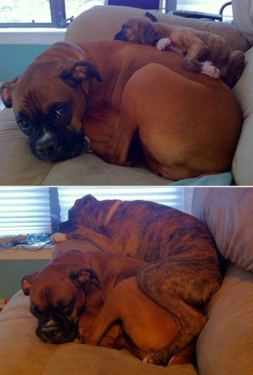 fotos de animais antes e depois Tumblr_n1a6a5AUZx1qewacoo4_500