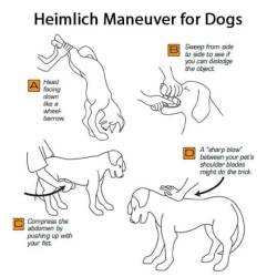 secret-diary-of-an-fa:  interstellarghostparty:pitbulls-and-parolees:speakforthepits:Its always good to know what to do when your baby is in danger. This could save livesI have had to do this on my dog. It saved her lifeI’m going to reblog this, but