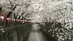 kvnai:  Video:   Sakura Rain by   Leonard Lin ~ Gif: IAMSENSHI(Don’t remove caption or add self promo) 