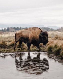 tannerwendellstewart:  American Bison. Washington.  (at Washington)https://www.instagram.com/p/B0hoCi3gnCn/?igshid=gng8uekepicb