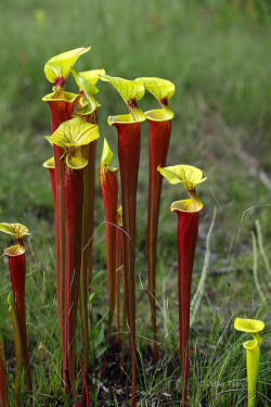 ichthyologist:  libutron:  Yellow Pitcher Plants A small group of Sarracenia flava rubricorpora (Sarraceniaceae). The species produces pitchers only in the spring and phyllodia (pitcherless leaves) in late summer. The flowers are bright yellow, quite