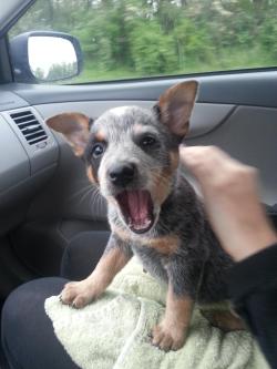 thecutestofthecute:  Australian Cattle Dog/Blue Heeler Appreciation Post   This remind me of my old dog magnito.He used to steer the car for me when we went places.Instead of toys I had him, it&rsquo;s been 3 years and I still miss him.But what&rsquo;s