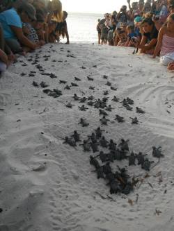 Protecting the future (volunteers in Cost Rica line a corridor to guide turtle hatchlings to the sea)