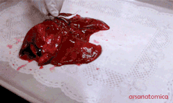 atlasobscura:  wnycradiolab:  arsanatomica:  Inflating a set of cat lungs Lungs are by most accounts mundane. Everybody has them, few give it much thought. But sequestered within darkness of the chest cavity, enveloping the fluttering heart, there’s