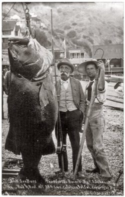 valscrapbook:  A world’s record 384-pound black sea bass caught by Franklin Schenck of Brooklyn with rod and reel off Catalina Island, California, on August 17, 1900. Source Shorpy 