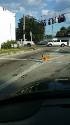 iwaskixxinq:  THE JOKE IS REAL IVE WAITED MY WHOLE LIFE TO SEE THIS   Come to Oviedo this happens everyday #mytown