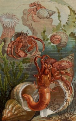 andrusmagnus:Hermit Crab Print  1884