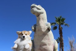 pipiotzin:  twosillycorgis:  We have a big head and little arms  :-)