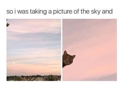cutiemancer:You have been visited by the sky cat. Reblog within 87 seconds for clear skies tonight.