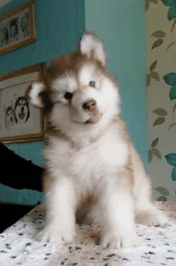 badgerjuice:  gifsboom:  Video: Confused Alaskan Malamute Puppy Looks Like a Baby Bear  I have never seems anything as cute as this in my entire life WOW