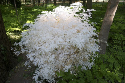 23ourica: jumpingjacktrash:  coolthingoftheday:  Trees, like animals, can also experience albinism, though it is extremely rare.  the reason it’s rare is because without chlorophyll, the plant can’t get energy, and dies shortly after sprouting unless