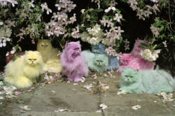 Tim Walker’s Pastel Cats“A lot of people get confused when they see this image. They think it was done by computer, but we actually took pigment powder, mixed it with talc to get the right ice-cream pastel colours, and brushed it into the cats.The