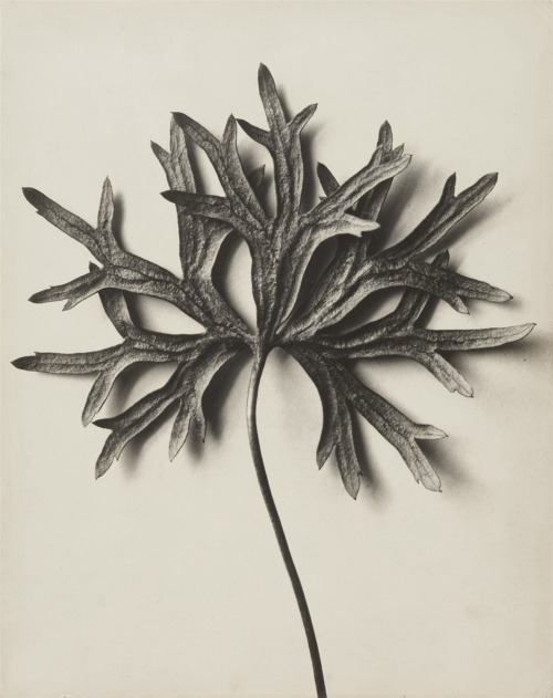 joeinct:  Aconitum anthora (Eisenhut), Photo by Karl Blossfeldt, 1915-20