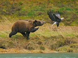 Keep chasing your dreams &hellip; (grizzly bear and bald eagle)