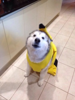 40514294s:  awwww-cute:   Here’s my friend’s dog in a banana costume   incognito