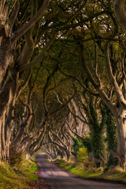 branna-laurelin:  allthingseurope: The Dark Hedges, Northern Ireland (by  Maximilian Pilz) 