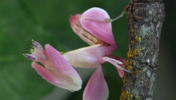 archiemcphee:  It’s time to meet another awesome species of praying mantis. This one looks like something Alice might’ve encountered in Through the Looking-Glass. Found in Southeast Asia, this astonishing insect is called the Orchid Mantis or Walking