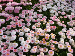 p-etaluna:Flowers at Tokyo Disneyland!! :) 