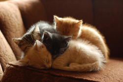thingsididntknowwereerotic:  PILES OF CATS you’re welcome