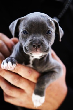 Such a cute little puppy :)