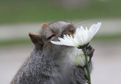 asylum-art-2:  Animals Sniffing Flowers Is The Cutest Thing Ever    Flowers have the most alluring smell,  and not only to the impressionable bees. We have made a list of photos  that show animals enjoying a whiff or two from a petal or bloom.  Kittens,
