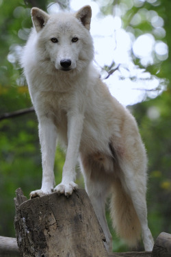 Arctic Wolf  (by Josef Gelernter)