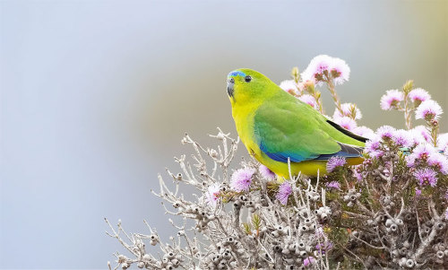 sitting-on-me-bum:    Orange-bellied parrot.The critically endangered orange-bellied parrot is one of the world’s rarest birds, and one of only a few migratory species of parrots. Every year, these small parrots breed in south-western Tasmania during