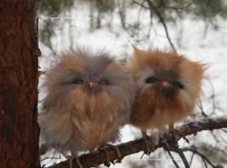 anditslove:  scotiacorinne:  awwww-cute:  Cute baby owls  Oh my god  #THESE ARE NOT OWLS #THEY ARE POM POMS WITH BEAKS (via) 