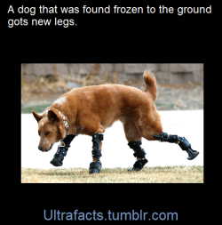 ultrafacts:    When Naki'o was a puppy, he was found, along with his litter mates and dead mother, abandoned in a foreclosed home in Nebraska. Naki'o was literally frozen into a puddle on the floor, and had to have all four of his paws and part of his