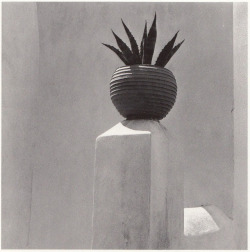 apeninacoquinete:Chora, Cactus, 1970s 