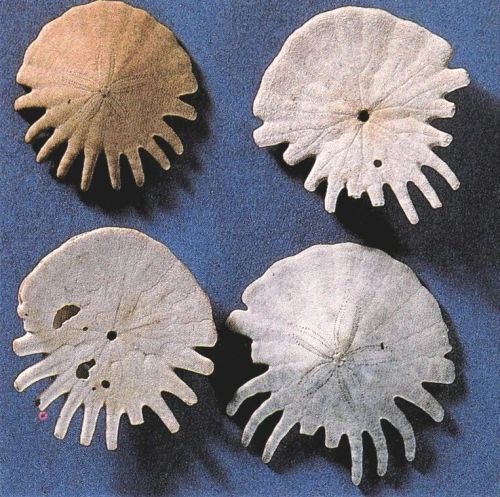 equatorjournal:  Heliophora orbiculus, Pleistocene, Gambia.  From “A guide to fossils” by Helmut Mayr, 1988.https://www.instagram.com/p/CfPEypjNWrv/?igshid=NGJjMDIxMWI=
