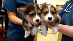 corgi-addict:  Our babies Alan(L) and Grace&reg; at the vet for the first time. They gave them lots of attention.