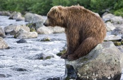 theanimalblog:  Photographer Sergey Gorshkov watched theis grizzly bear tire herself out fishing for salmon in a river before taking a well-deserved break in the Kronotskiy Reserve, Kamchatka, Russia.  Picture: Sergey Gorshkov/Solent
