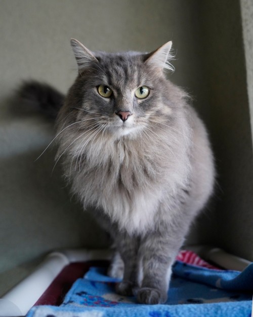 shelterpetproject:  Lokki has made a lot of transitions — house to house, shelter to shelter — but is still hoping for one final transition into a true forever home! Do you have a home (and a brush) for this fluffy guy? He’s at Simply Cats in Boise,