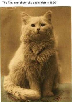 fluffmugger:  catbountry: The beginning. actually IIRC this was the first photo with a specific type of camera or equipment  “cos THE progenative shitlord of  cat memes was Harry Pointer. And around 1870 he decided that Au Naturelle  photos of cats