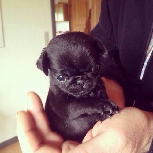 Cute black pug puppies