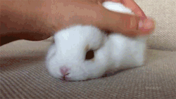 cuteanimalspics:Little pink bunny nose!