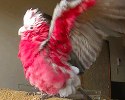birdsbirds:  flockdynamics:  tootricky:  Mei the galah really enjoys the hair drier (source)  Omg that last gif tho  so fabulous i can’t 
